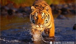 虎虎虎 在线观看,在线观看探险之旅